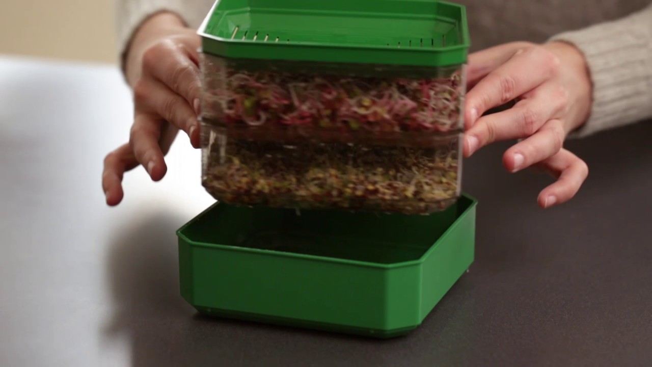 Vidéo : comment faire ses graines germées dans un germoir bocal : Femme  Actuelle Le MAG
