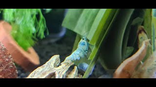 Blue bolt Caridina cf cantonensis #taiwanbee #shrimptank screenshot 5