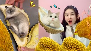 Is it true that kittens can grow out of durians?
