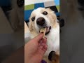 初めてレモンを食べた犬の反応が意外すぎた..【#ゴールデンレトリバー #ボーダーコリー 】#shorts