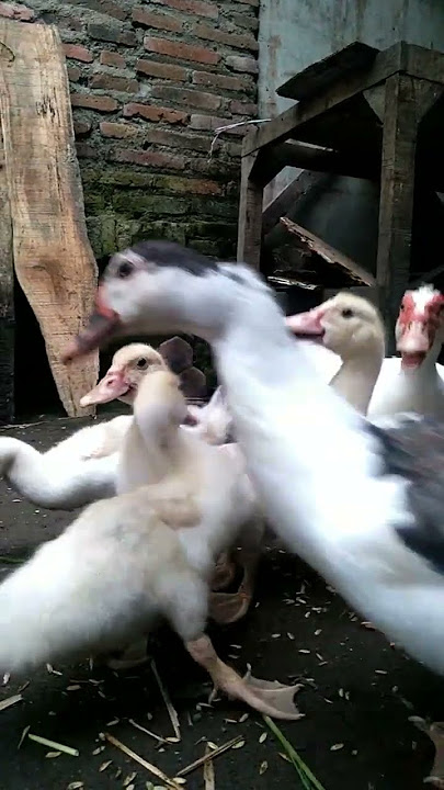 suara anak etok #entok #meri