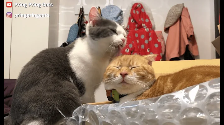 Video 11790861: british hair, munchkin, gray kitten, cat