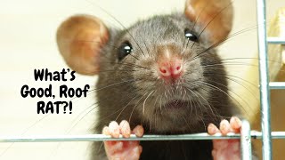 Is There ANYTHING Good About Roof Rats? #educational #animals #rat #rats #rodents #learning