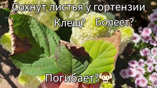 Сохнут и опадают листья у гортензии🍂. Клещ?...???