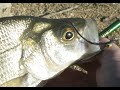 Fall White Bass Fly Fishing: What You Need To Know/ Tim On The Fly Ep.3