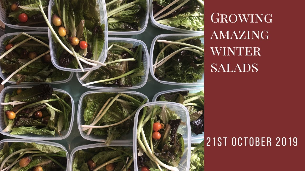 Growing amazing winter salads - YouTube