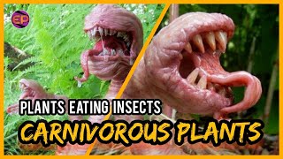 10 Halaman na kumakain ng Hayop at Insekto? Alamin natin 10 Halaman na kumakain ng Hayop at Insekto? Alamin natin
