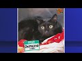 Charlotte animal shelter says cat kennels are out of space