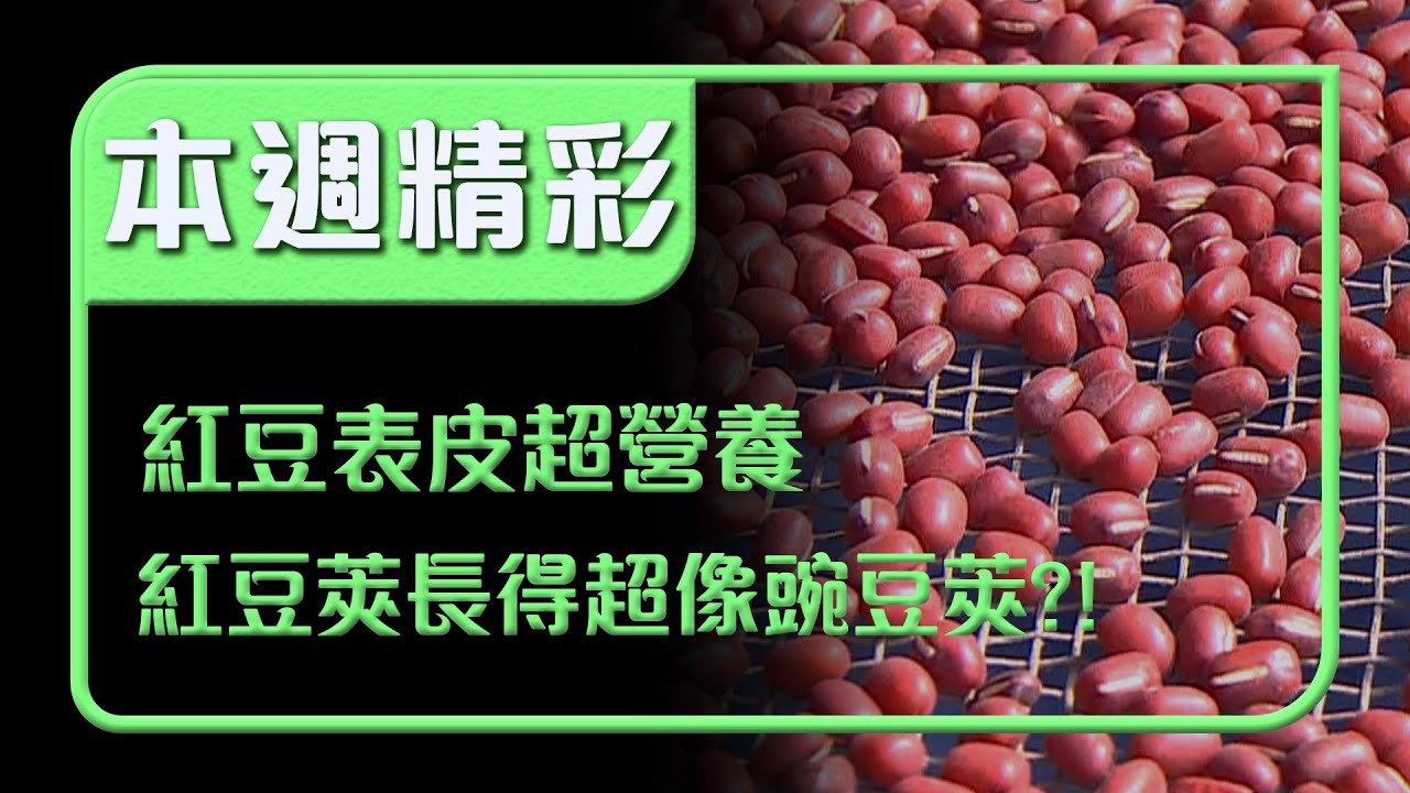 紅豆表皮超營養？！紅豆豆莢竟長得超像豌豆莢！｜本週精彩｜寶島神很大