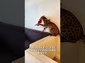 小さなヒョウのようなサバンナキャット。