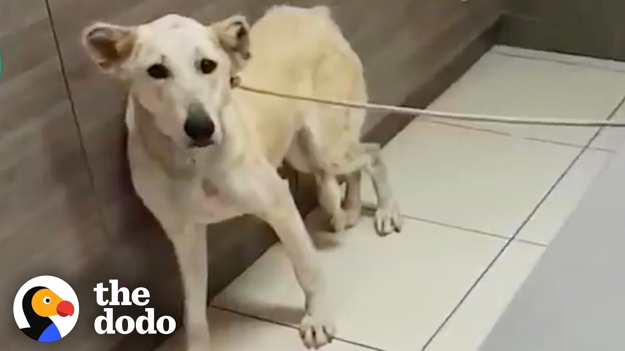 Dog Abandoned At The Vet Gets A Dad Who Deserves Her | The Dodo - YouTube