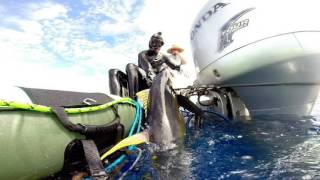 Norfolk island diving