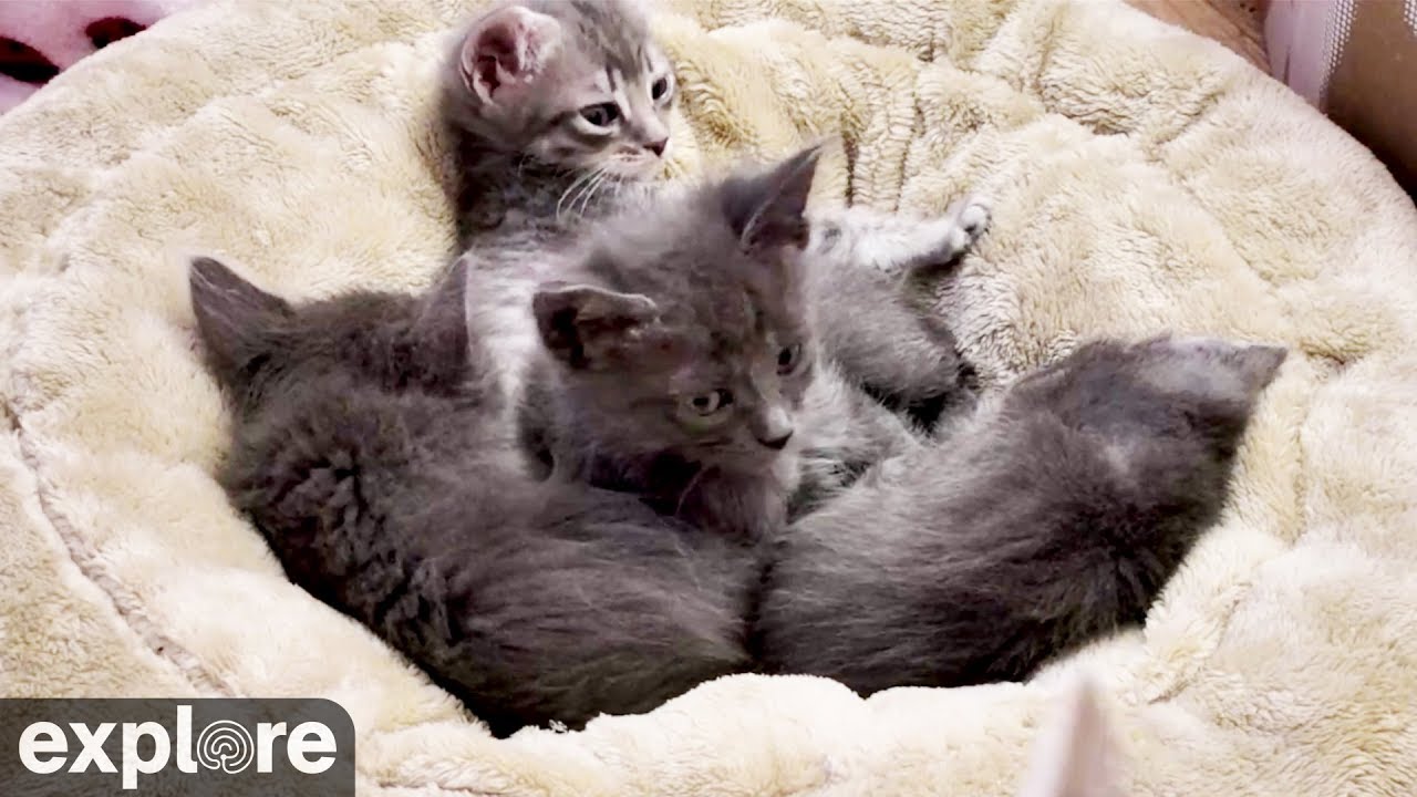Cute Kittens Napping (adorable!) YouTube