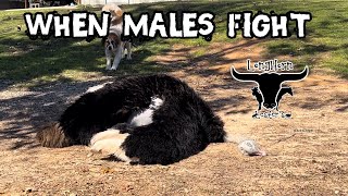 Male Ostriches Fighting Creates Massive MixUp