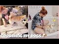 How I Groom My Dogs ✨| vlogmas day 10 | 2020 |