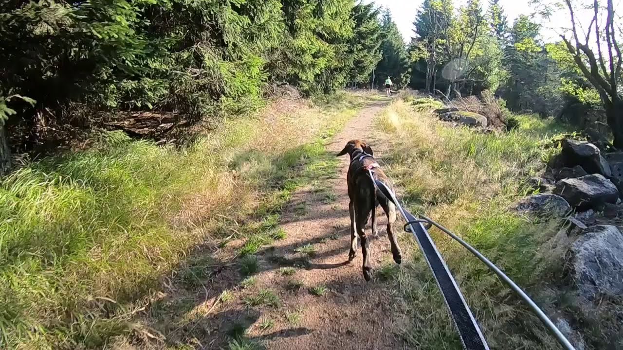 Bikejoring first race for RubyC, Fitmin Lesná 2019 YouTube