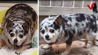 Abandoned Chubby Chihuahua Gets Second Chance At Life In More Ways Than One!