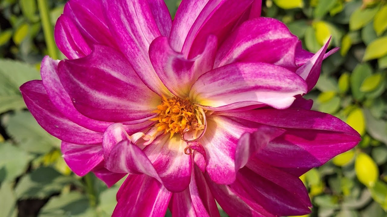 गार्डन में डहेलिया के खूबसूरत फूल खिले हुए #naturalgarden999 #flowers #naturesvoice #trending #flowe