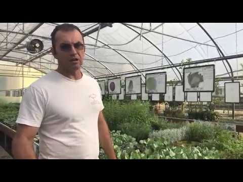 Video: Cosa Seminare In Giardino Ad Agosto