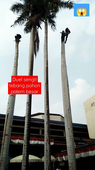 duel sengit tebang pohon palem besar#shortvideo #wa #089657124915#shortvideo