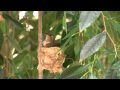 Hummingbird brooding in her nest