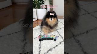 Cute dog makes an impressive Easter painting 🎨 #dog #shorts #pomeranian