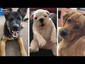 These Doggos Will Put You in a Happy Mood 🥰