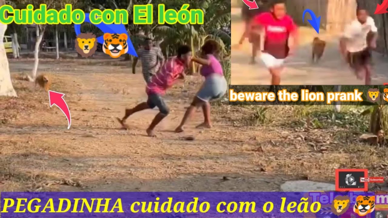 Cuidado con El león🐯🦁(PART2) 