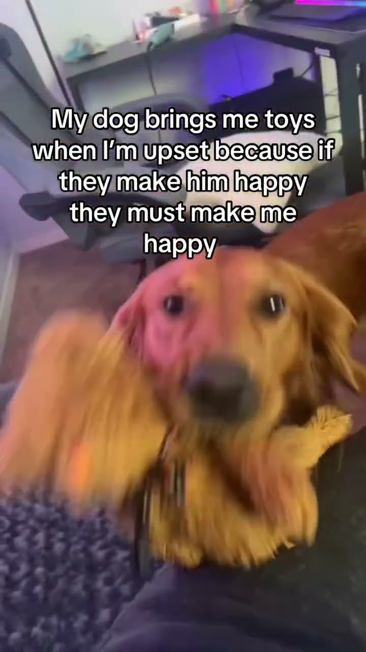 Doggyo like aw man you sad here’s some totally cool toy
