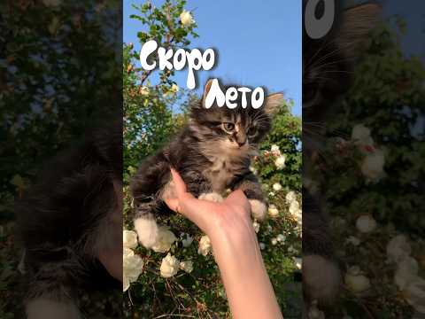 А надо ли? #кот #кошка #котик #котики