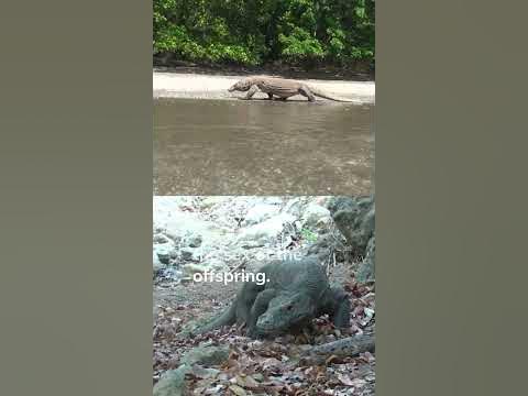 Komodo Dragon: The Ultimate Reptilian Predator - YouTube