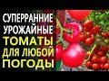 Ранние и суперранние урожайные томаты с отменным вкусом. Топ томатов от Гавриш.