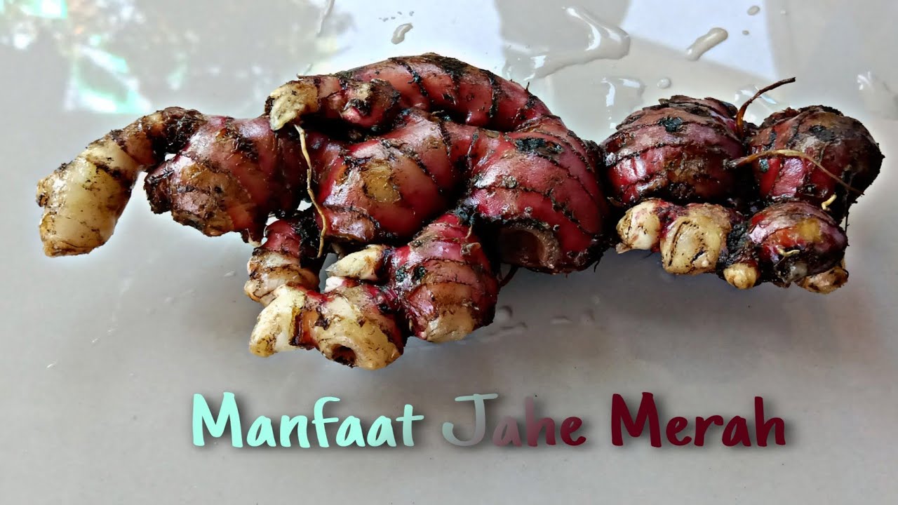 Manfaat Jahe Merah untuk kesehatan