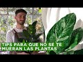 5 consejos para comprar plantas que tenes que saber