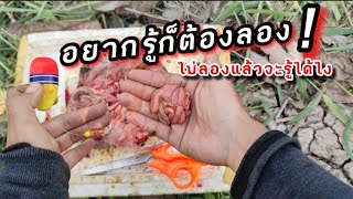 "นั่นแหละฮะ..ท่านผู้ชม"  ตกปลาช่อนหน้าดิน(เหยื่อสด) ไม้ตายไอช่อน | fishing sneakhead fish