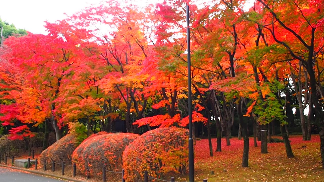 秋の紅葉散歩 北の丸公園 18 11 29 Youtube