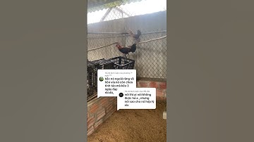 Gà rừng rặc bắt về 3 ngày đã tác mái hiếm nhất từ trước đến nay