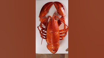 How to Breakdown a Lobster