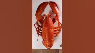 How to Breakdown a Lobster