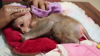 Mom Softly Cleaning & Body Massage For Baby Monkey Jason To Sleep Well