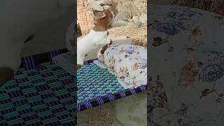 #"Mera Pyara Bakra 🐐 | Bakra Dila Do Song Video ✨ #bakra #qurbani"