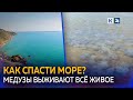 Ученые: Азовское море ждет экологическая катастрофа