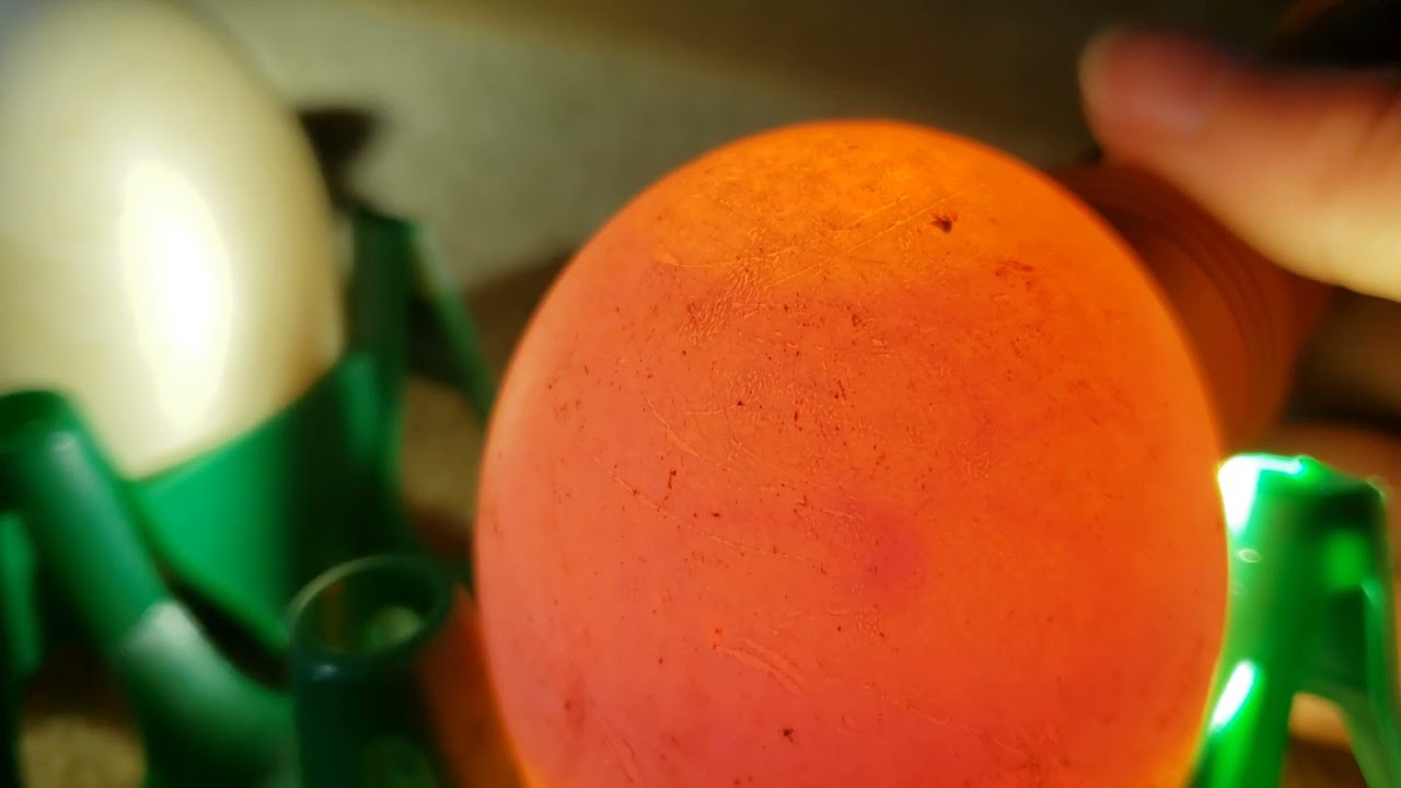 Candling Goose Eggs YouTube