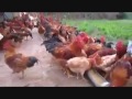 Ternak Ayam Petelur Tanpa Kandang