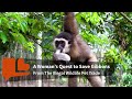 Swing and Sing - A Gibbon Rescue Story