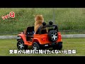 パパからサプライズで新車をプレゼントしてもらい嬉しさのあまり絶対に降りようとしない元豆柴が面白過ぎました