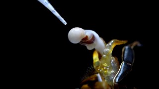 Инструментальное осеменение маток  Golden Buckfast .instrumental insemination of honey bees