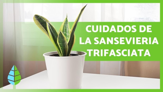 Planta natural Sansevieria o lengua de suegra con maceta M27 de crecimiento  medio de poco riego