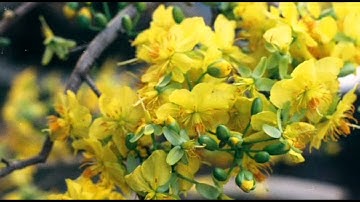 cộng đồng người việt tại cộng hòa séc.