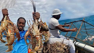 WE CAUGHT THOUSANDS OF LOBSTER… WE HAVE TO GIVE SOME AWAY! 🦞🇯🇲